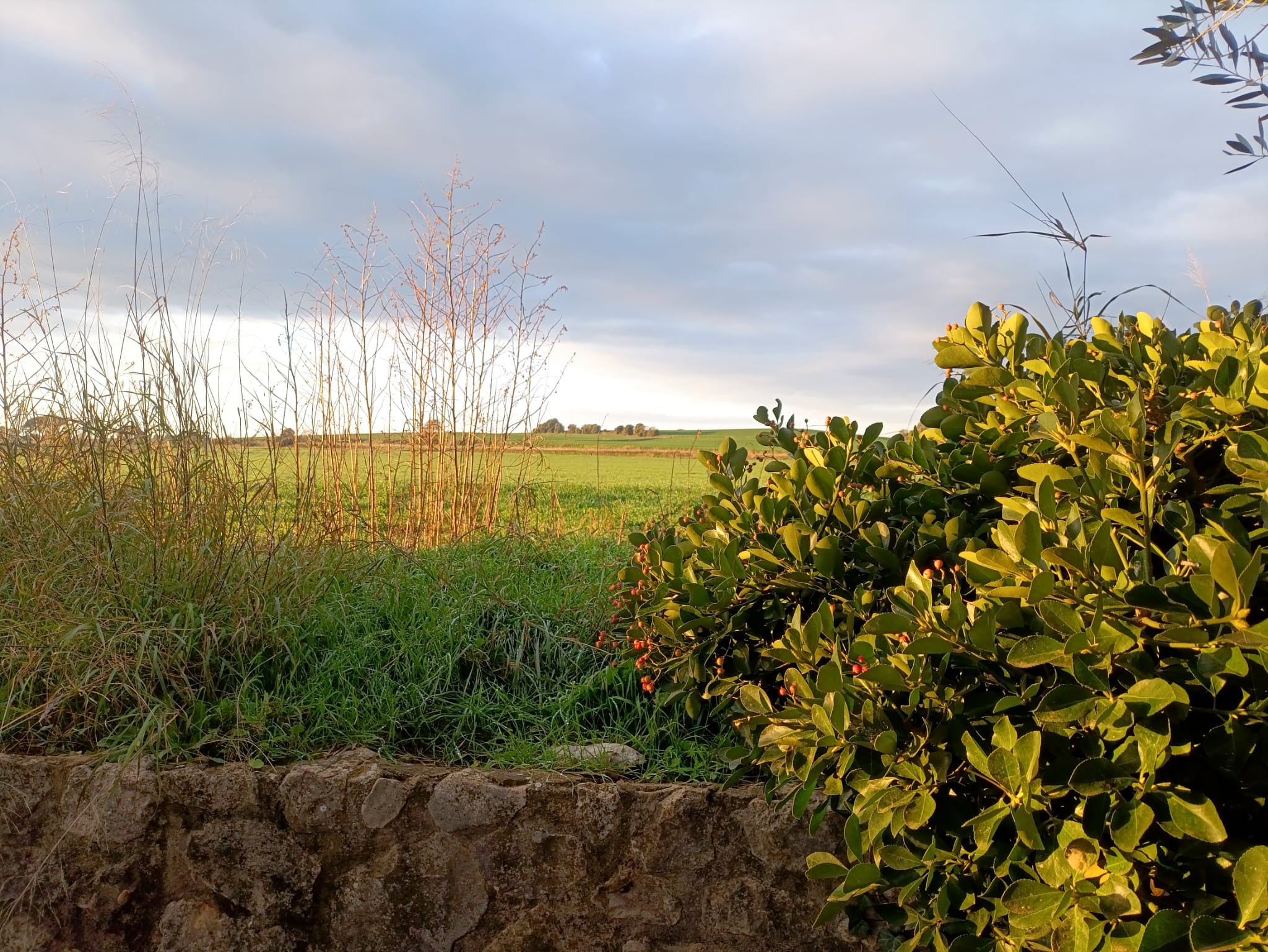Paisaje del Empordà con campo abierto y cielo amplio