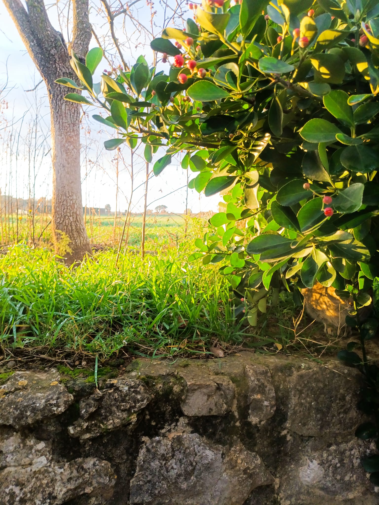 Detalle natural del Empordà con arbustos, árbol y campo al fondo
